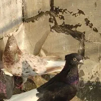 اشعل|پرنده|باوی, |دیوار