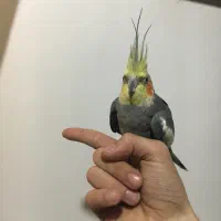 عروس هلندی نر سخنگو