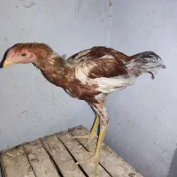 جوجه لاری اصل