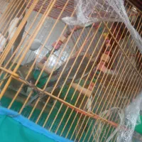 طوطی عروس هلندی