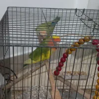 طوطی کوتوله|پرنده|چهاردانگه (تهران), |دیوار