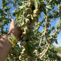 توزیع و فروش نهال بادام منقا|خدمات باغبانی و درختکاری|زاگرس, |دیوار