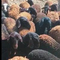 بره ماده