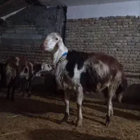 قوچ|حیوانات مزرعه|الشتر, |دیوار