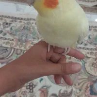عروس هلندی