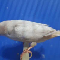 فنچ لپ سفید|پرنده|رشت, چله خانه|دیوار