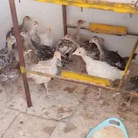 جوجه بوقلمون