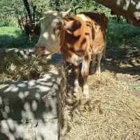 فرو‌ش‌سمینتال‌اصل‌‌‌خوش‌خوراک
