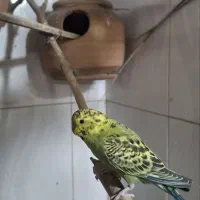 مرغ عشق|پرنده|بیرجند, |دیوار