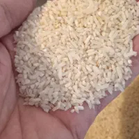 لاشه برنج هاشمی اصل|خوردنی و آشامیدنی|الوند, |دیوار