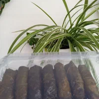 دلمه نهار شنبه