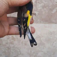 سهره نر خرم آباد|پرنده|فردیس, شهرک راه آهن|دیوار