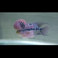 ماهی فلاور هورن|ماهی|فولادشهر, A2|دیوار