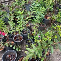 فروش انواع نهال های محلی