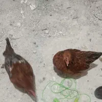 مرغ تخم گزار