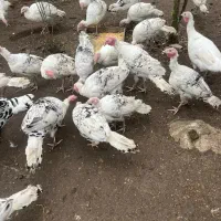 بوقلمون رویال پالم