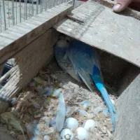 مرغ عشق مولد روی تخم