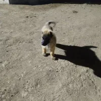 سلام 1 عدد توله سراب نر|سگ|ماهدشت, |دیوار