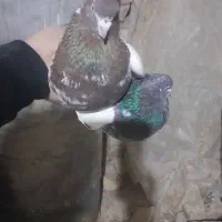 کبوتر کله دار