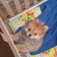 پامر|سگ|ملارد, |دیوار