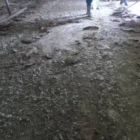 کود مرغی خالص