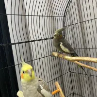 عروس هلندی جفت