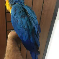 طوطی ارا ماکائو دستی رام
