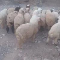 هویزه