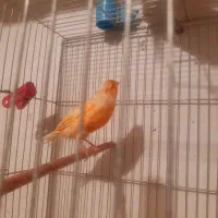 ماده سرخ برفکی