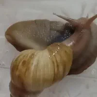 حلزون آلبینو وآچاتینا پرورشی جوجه ومولد