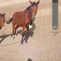 اسب ماده با کراش