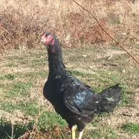 مرغ لاری اصل