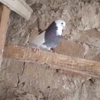 کفتر پرشی|پرنده|رباطکریم, رباطکریم|دیوار