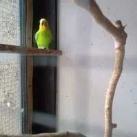 مرغ عشق جفت و تک