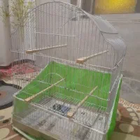 لونه کوتوله و قفس