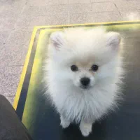 پامرانین خرسی