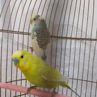 مرغ عشق مولد