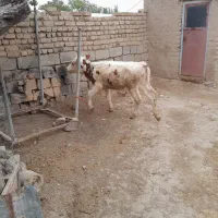 گوساله  ماده مونت بلیارد