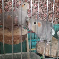 عروس هلندی ۲ماهه|پرنده|قم, پردیسان|دیوار