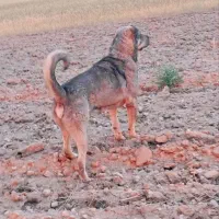 سگ عراقی نسل دار