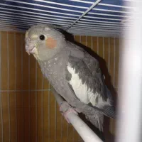 عروس هلندی|پرنده|مشهد, ویلاشهر|دیوار