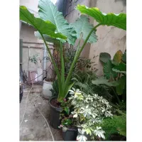 به گلخانه کوچک ما خوش امدین|گل و گیاه طبیعی|رشت, کوی امام رضا|دیوار