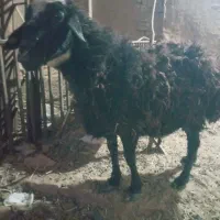 فروش یک عدد میش