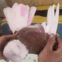 کفتر شازده.پرشتی عتیقه