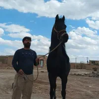 اسب و کره مادیون و مادیون|اسب و تجهیزات اسبسواری|اصفهان, جلفا|دیوار