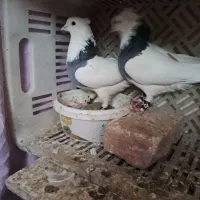 پرشی|پرنده|محلات, |دیوار