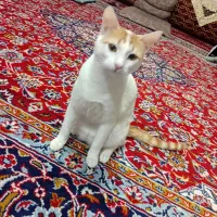 گربه واگذاری|گربه|آستانه اشرفیه, |دیوار