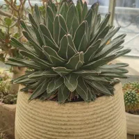کاکتوس آگاو ویکتوریا مینیاتور