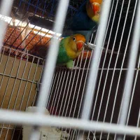 طوطی برزیلی *مورد عشق پروانی*فنچ کرواتی|پرنده|بهبهان, |دیوار