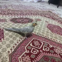 جفت|پرنده|قزوین, |دیوار